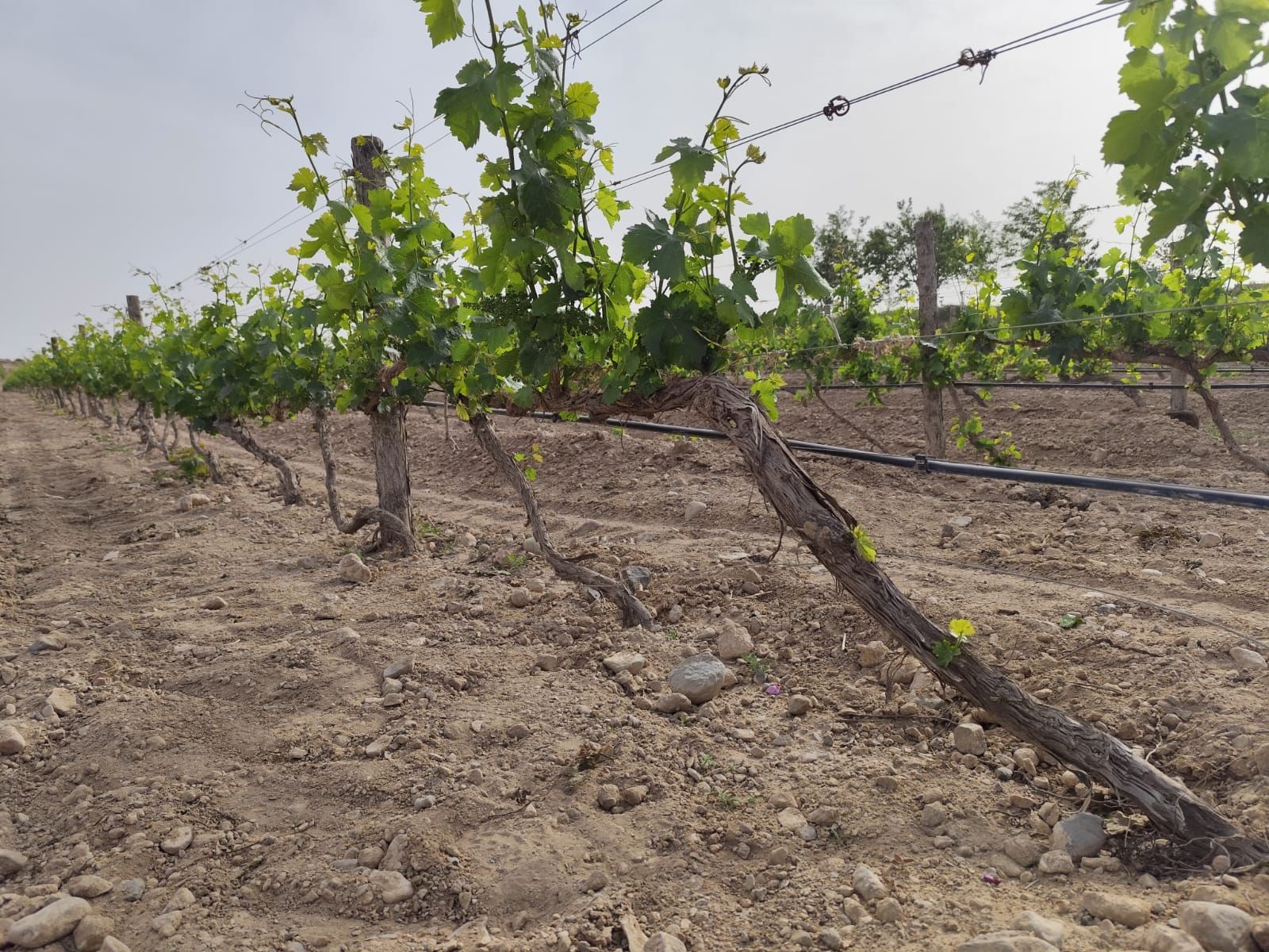 03Vigneto a Ningsia.jpg