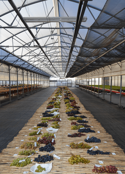 VCR table grape in trial.png